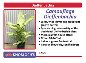 Dieffenbachia - Camouflage