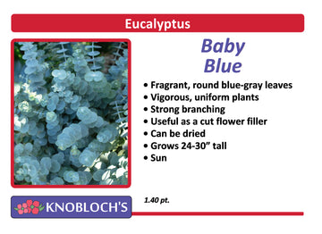 Eucalyptus - Baby Blue