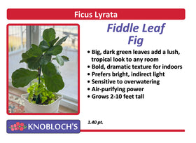 Ficus Lyrata -Fiddle Leaf Fig