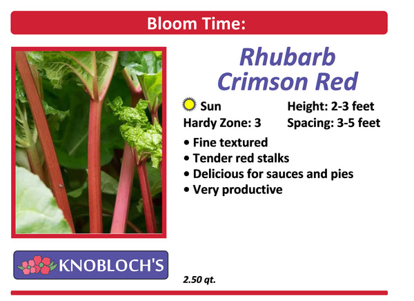 Rhubarb - Crimson Red