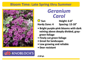 Geranium - Carol