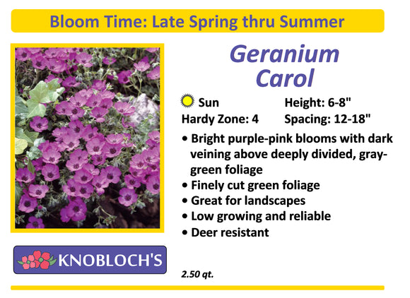 Geranium - Carol