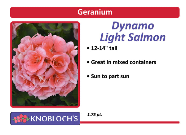 Geranium - Dynamo Light Salmon