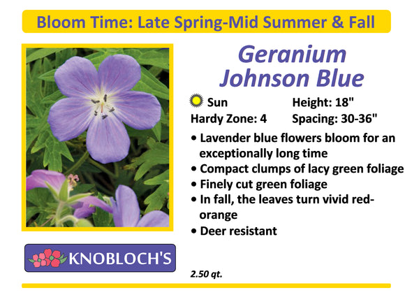 Geranium - Johnson Blue