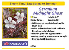 Geranium - Midnight Ghost
