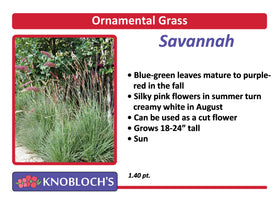 Grass - Savannah