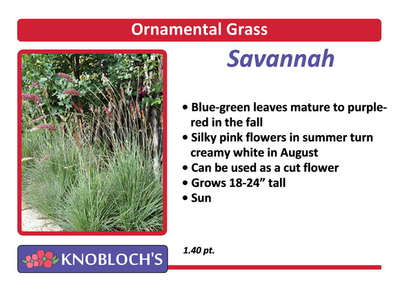 Grass - Savannah