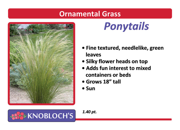 Grass - Feather Grass 'Ponytails'