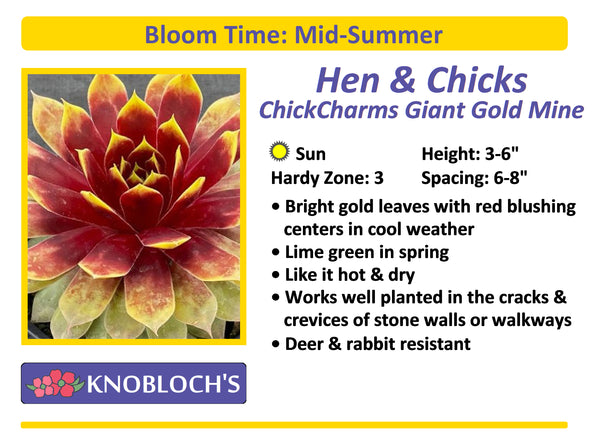 Hen & Chicks - Chick Charms Giant Gold Mine