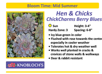 Hen & Chicks - ChickCharms Berry Blues