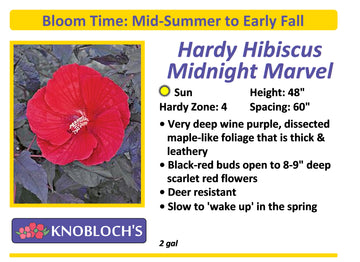 Hibiscus - Midnight Marvel