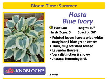 Hosta - Blue Ivory