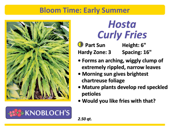 Hosta - Curly Fries