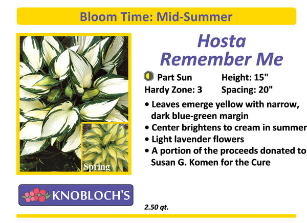 Hosta - Remember Me