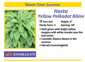Hosta - Yellow Polka Dot Bikini