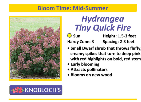 Hydrangea - Tiny Quick Fire