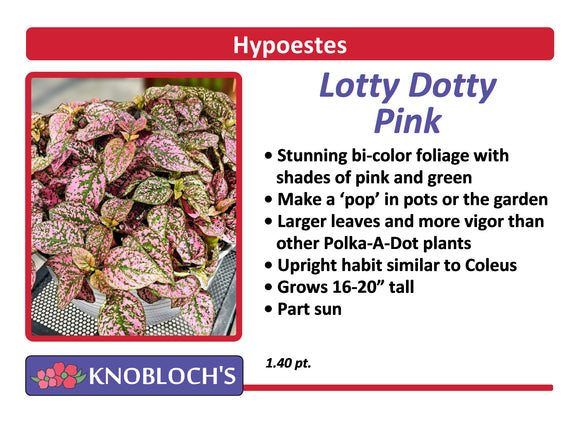 Hypoestes - Lotty Dotty Pink