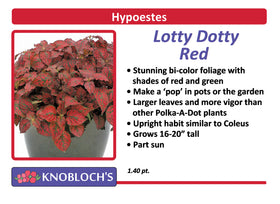 Hypoestes - Lotty Dotty Red