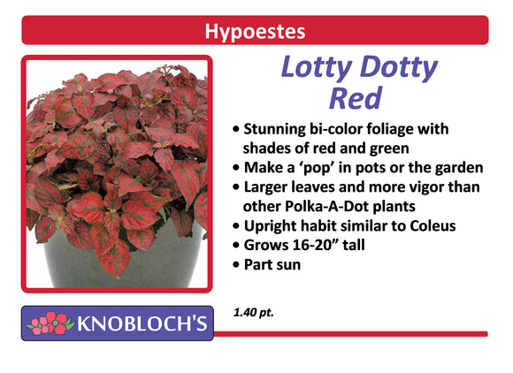 Hypoestes - Lotty Dotty Red