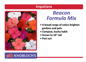 Impatiens - Beacon Formula Mix (3 pk)