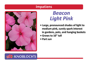 Impatiens - Beacon Light Pink