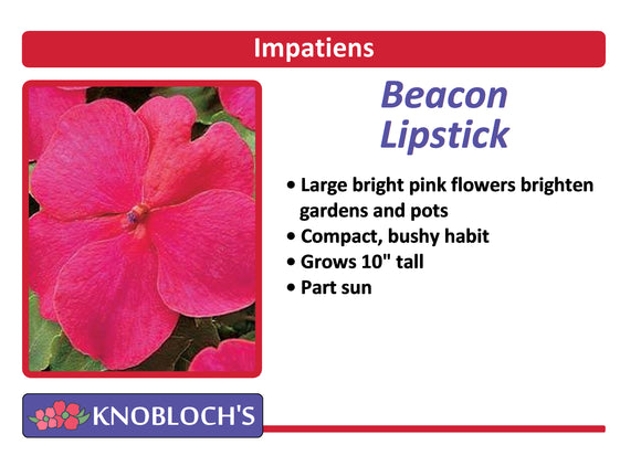 Impatiens - Beacon Lipstick (3 pk)