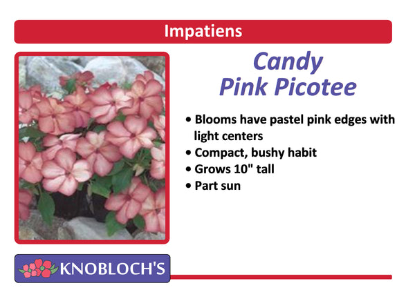 Impatiens - Candy Pink Picotee (3 pk)