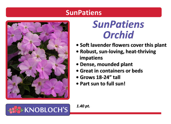 Impatiens - SunPatiens Orchid