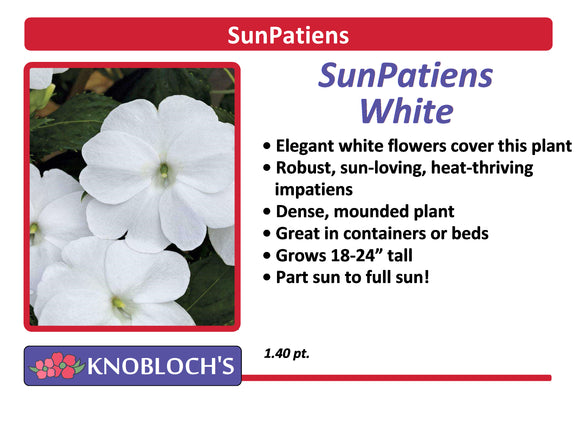 Impatiens - SunPatiens White