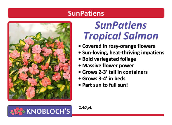 Impatiens - SunPatiens Tropical Salmon
