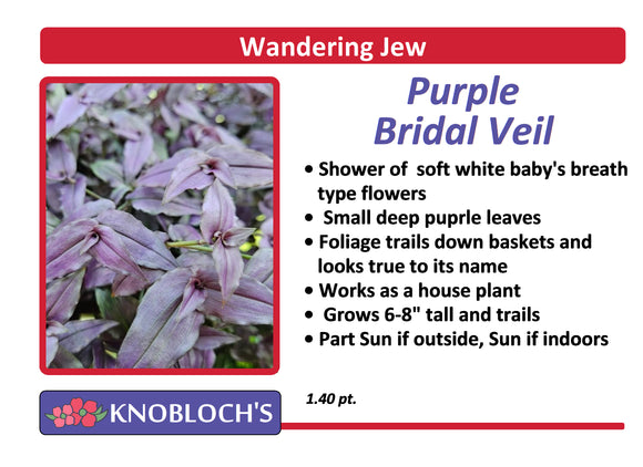 Ivy - Purple Bridal Veil