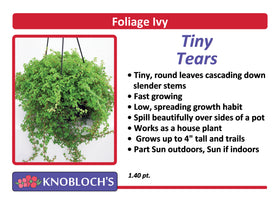 Ivy - Tiny Tears