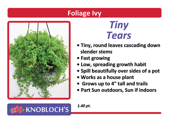 Ivy - Tiny Tears