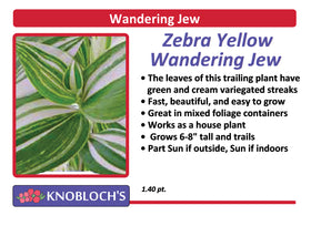 Ivy - Wandering Jew Zebra Yellow