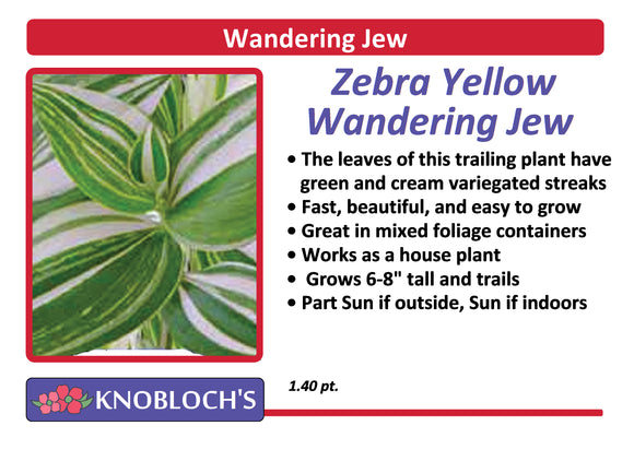 Ivy - Wandering Jew Zebra Yellow