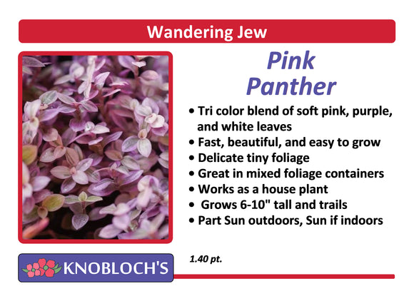 Ivy - Wandering Jew Pink Panther