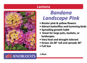 Lantana - Bandana Landscape Pink
