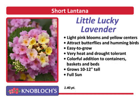 Lantana - Little Lucky Lavender
