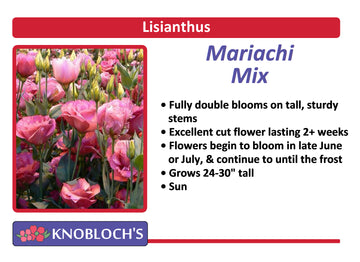 Lisianthus - Mariachi Mix
