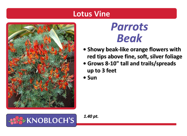 Lotus Vine - Parrots Beak