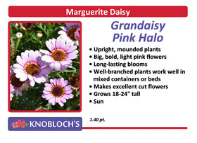Marguerite Daisy - Grandaisy Pink Halo