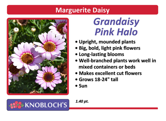 Marguerite Daisy - Grandaisy Pink Halo