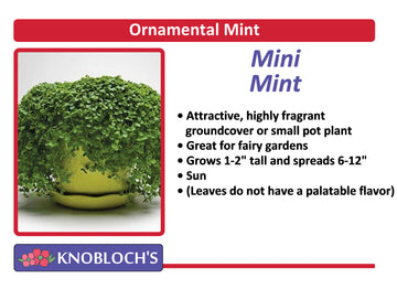 Mint - Mini Mint
