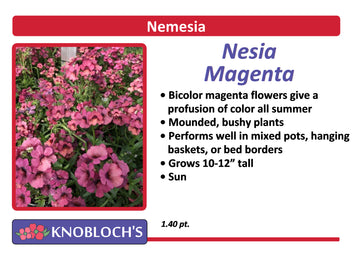 Nemesia - Nesia Magenta