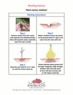 Onion - Red