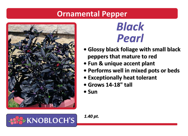 Ornamental Pepper - Black Pearl