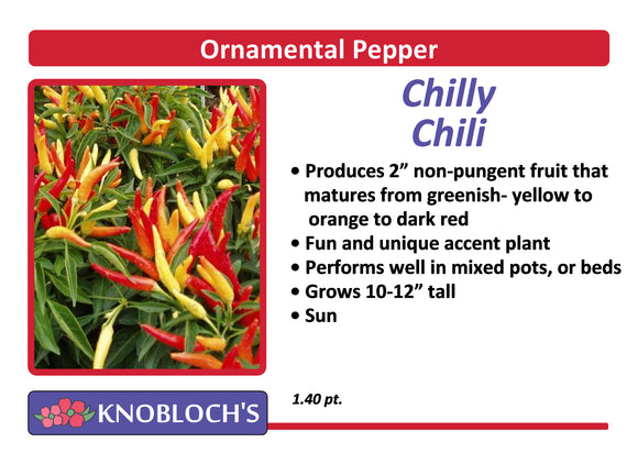 Ornamental Pepper - Chilly Chilli