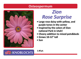 Osteo - Zion Rose Surprise