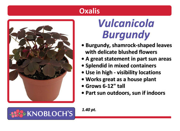 Oxalis - Vulcanicola Burgundy