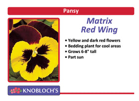 Pansy - Matrix Red Wing (3 pk)
